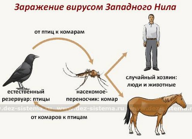 lihoradka 2